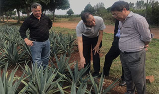 “中國劍麻之鄉”湛江農墾，積極創建國家現代農業產業園