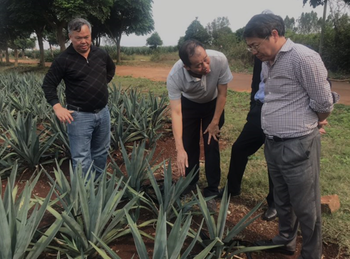 “中國(guó)劍麻之鄉(xiāng)”湛江農(nóng)墾，積極創(chuàng)建國(guó)家現(xiàn)代農(nóng)業(yè)產(chǎn)業(yè)園