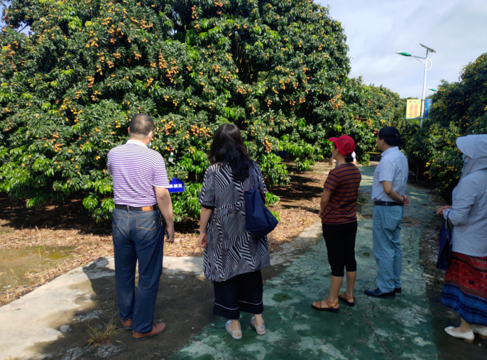 龔州大地，龍眼飄香-平南現(xiàn)代農(nóng)業(yè)正釋放科技創(chuàng)新活力