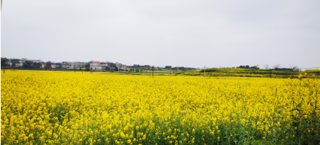 壯大特色優(yōu)勢產(chǎn)業(yè)，栗江鎮(zhèn)創(chuàng)建國家農(nóng)業(yè)產(chǎn)業(yè)強(qiáng)鎮(zhèn)可期