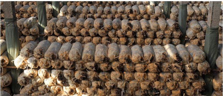 加強農業產業布局規劃，民樂縣向農業強縣進發